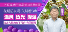 花期防灰霉，关键看3点